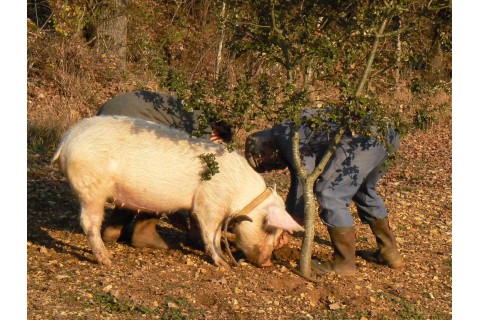Herkunft oder Qualität der Trüffel... Was ist wichtiger?