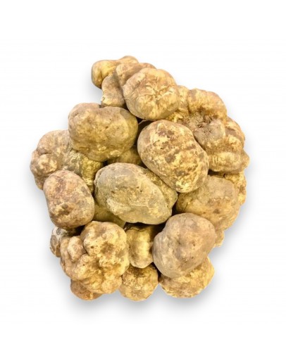 Bild wird angezeigt für Frische Weiße Trüffel | Tuber Magnatum (Riesige Größe) Frische Weiße Trüffel | Tuber Magnatum (Riesige Größe) Bild