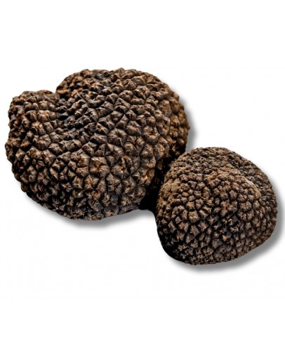 Frische Schwarze Trüffel | Tuber Melanosporum (A-qualität) Bild